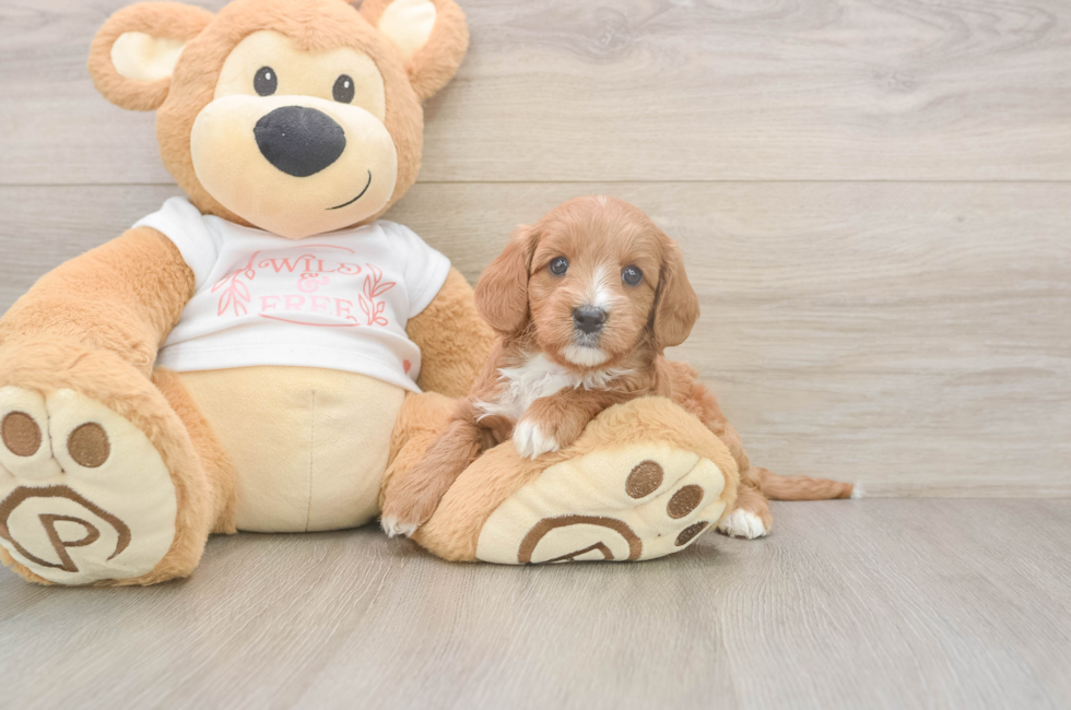 5 week old Cavapoo Puppy For Sale - Fairfield Furbabies