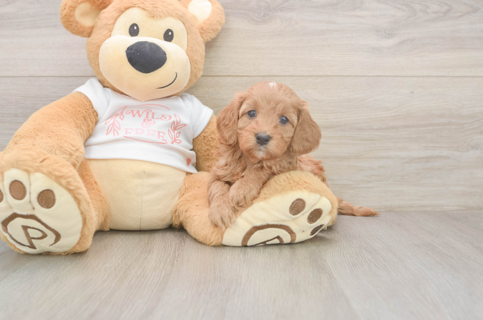 5 week old Cavapoo Puppy For Sale - Fairfield Furbabies