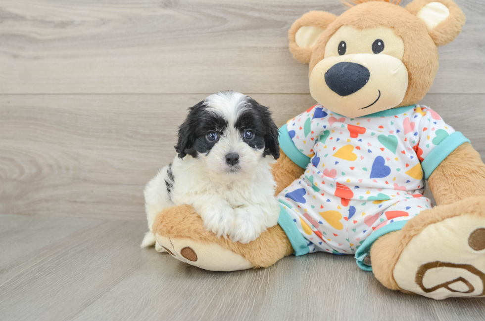 6 week old Cavapoo Puppy For Sale - Fairfield Furbabies