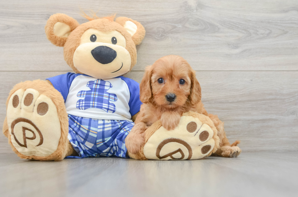 7 week old Cavapoo Puppy For Sale - Fairfield Furbabies