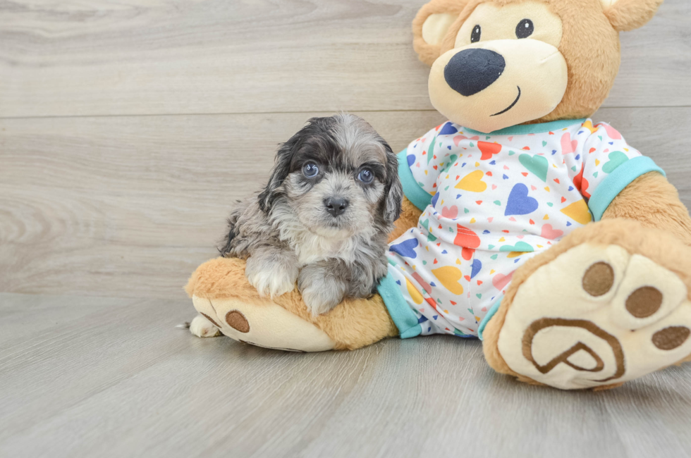 6 week old Cavapoo Puppy For Sale - Fairfield Furbabies