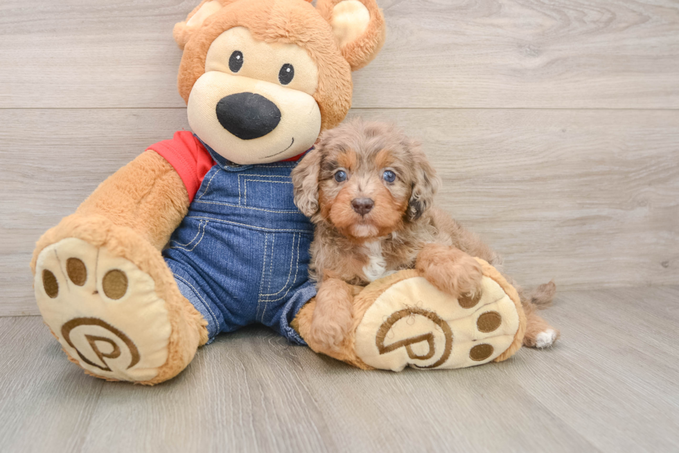 Adorable Cavalier King Charles Spaniel and Poodle Mix Poodle Mix Puppy