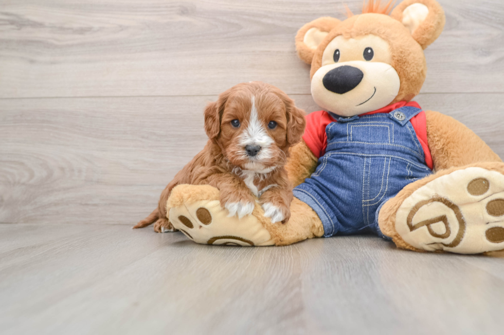 Best Cavapoo Baby