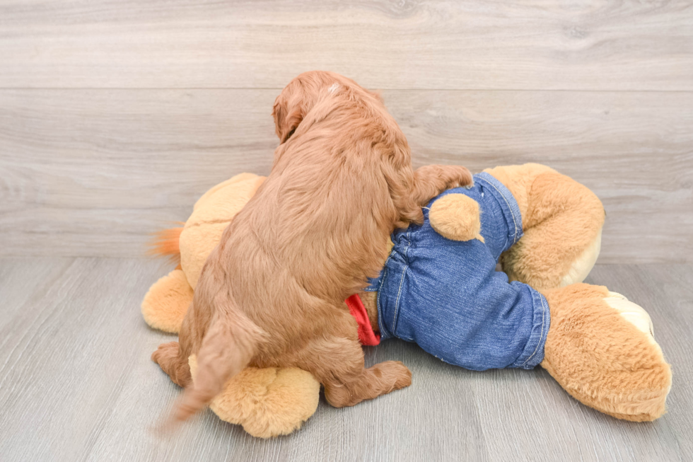 Little Cavipoo Poodle Mix Puppy