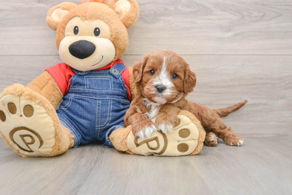 Best Cavapoo Baby