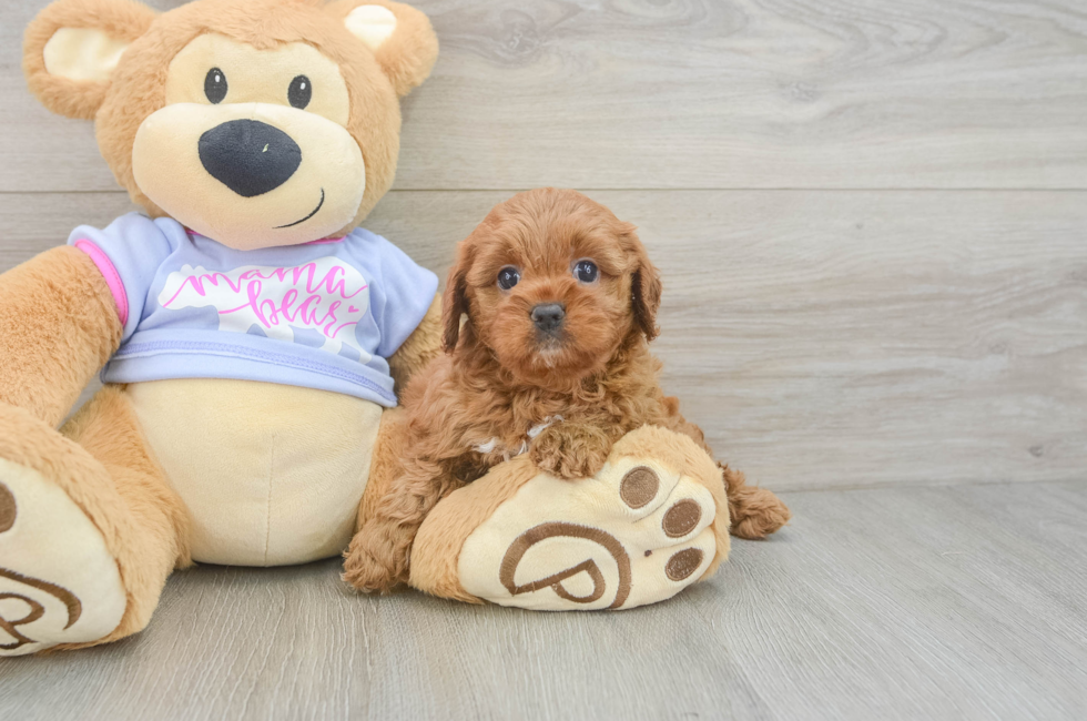 6 week old Cavapoo Puppy For Sale - Fairfield Furbabies