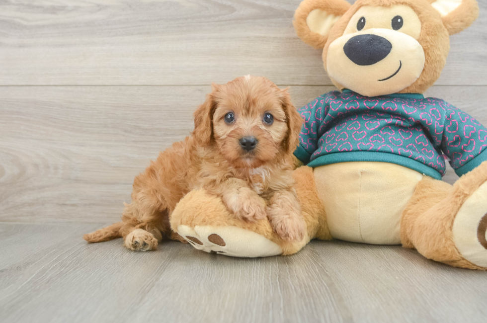 6 week old Cavapoo Puppy For Sale - Fairfield Furbabies