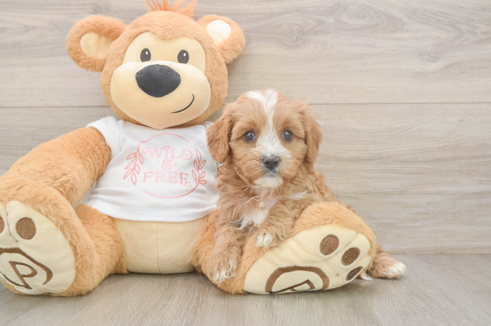 6 week old Cavapoo Puppy For Sale - Fairfield Furbabies