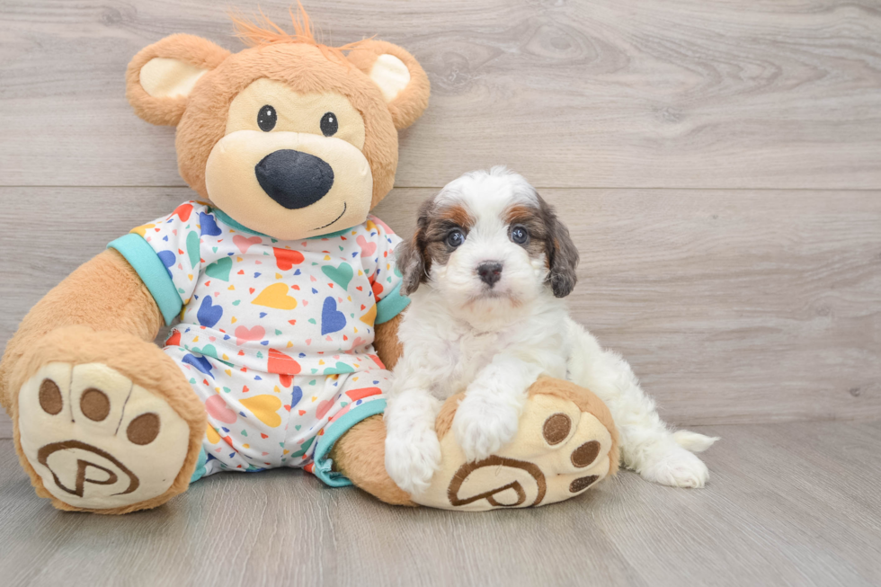 Cute Cavapoo Baby
