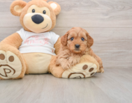 8 week old Cavapoo Puppy For Sale - Fairfield Furbabies