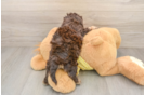 Fluffy Cavapoo Poodle Mix Pup