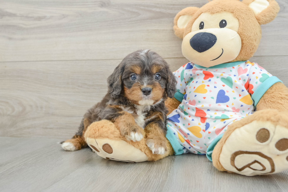 Sweet Cavapoo Baby