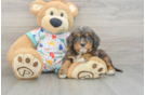 Hypoallergenic Cavadoodle Poodle Mix Puppy