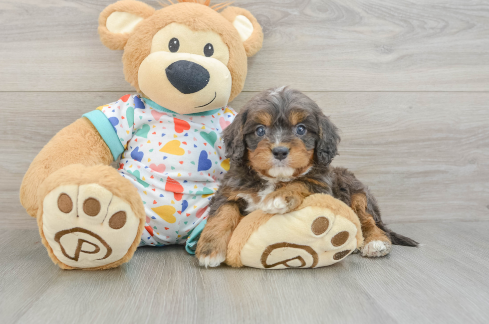 5 week old Cavapoo Puppy For Sale - Fairfield Furbabies