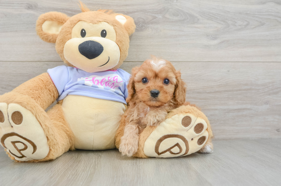 6 week old Cavapoo Puppy For Sale - Fairfield Furbabies