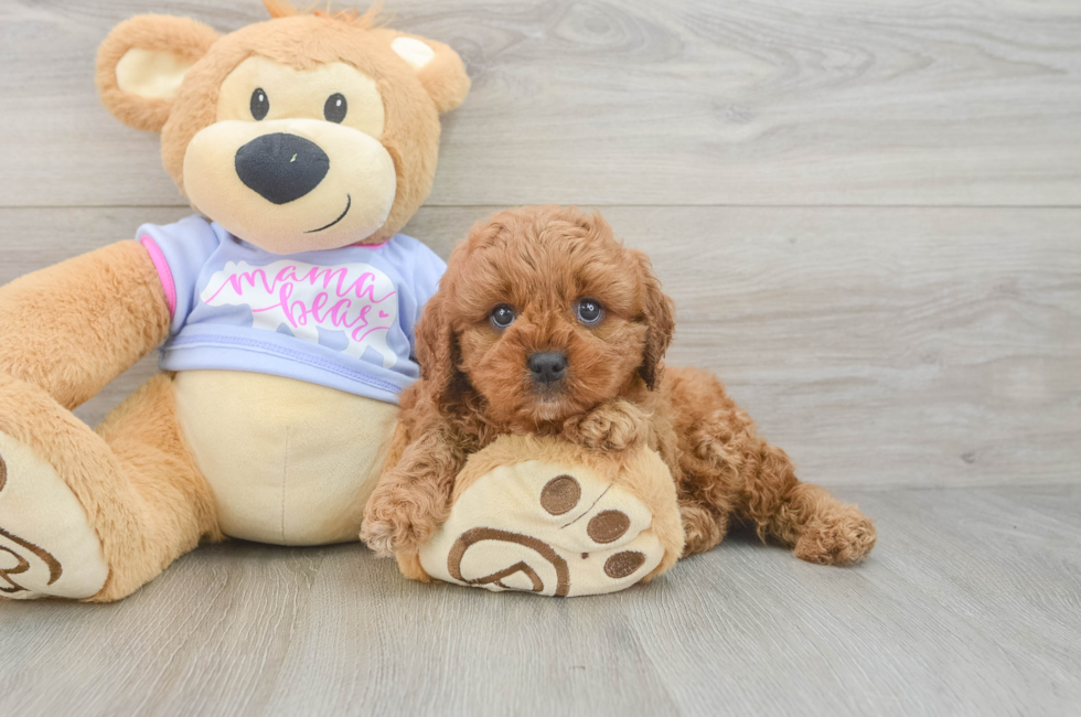 6 week old Cavapoo Puppy For Sale - Fairfield Furbabies