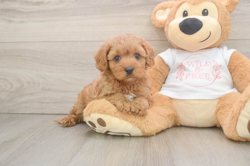 6 week old Cavapoo Puppy For Sale - Fairfield Furbabies