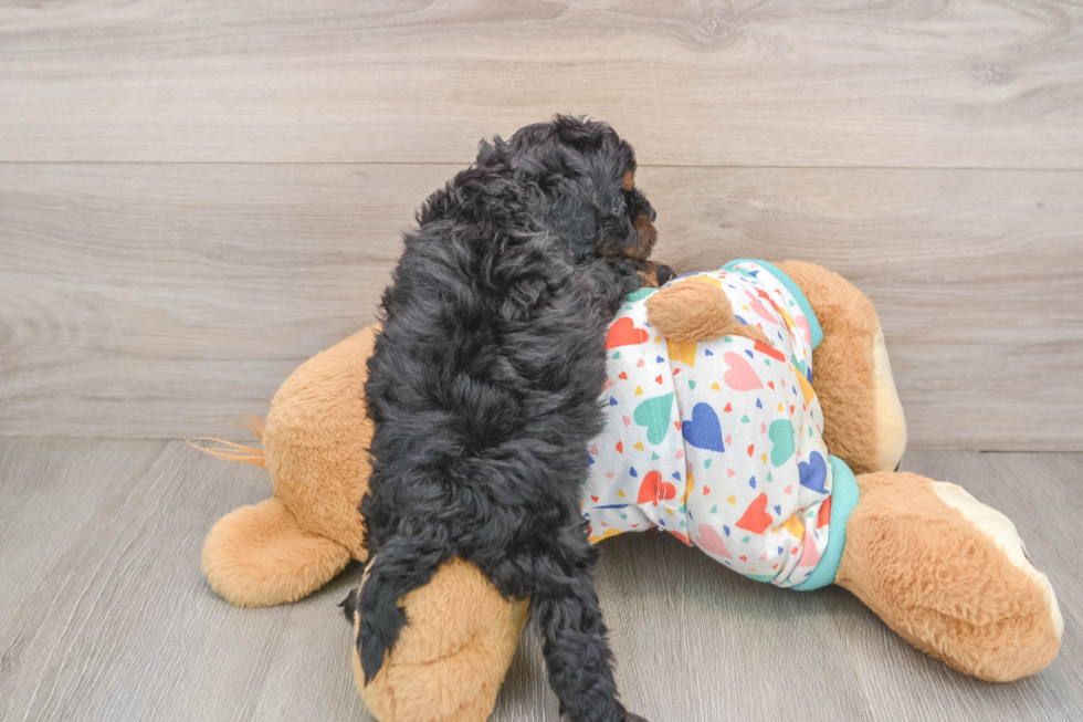 Best Cavapoo Baby