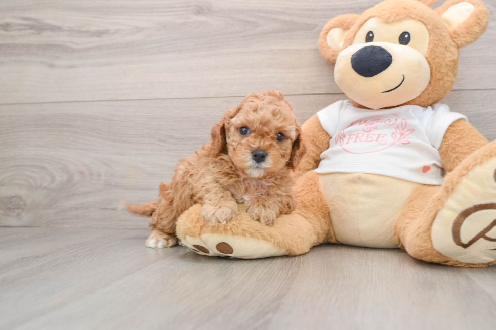 Funny Cavapoo Poodle Mix Pup
