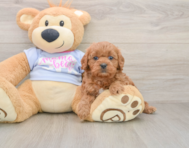 9 week old Cavapoo Puppy For Sale - Fairfield Furbabies