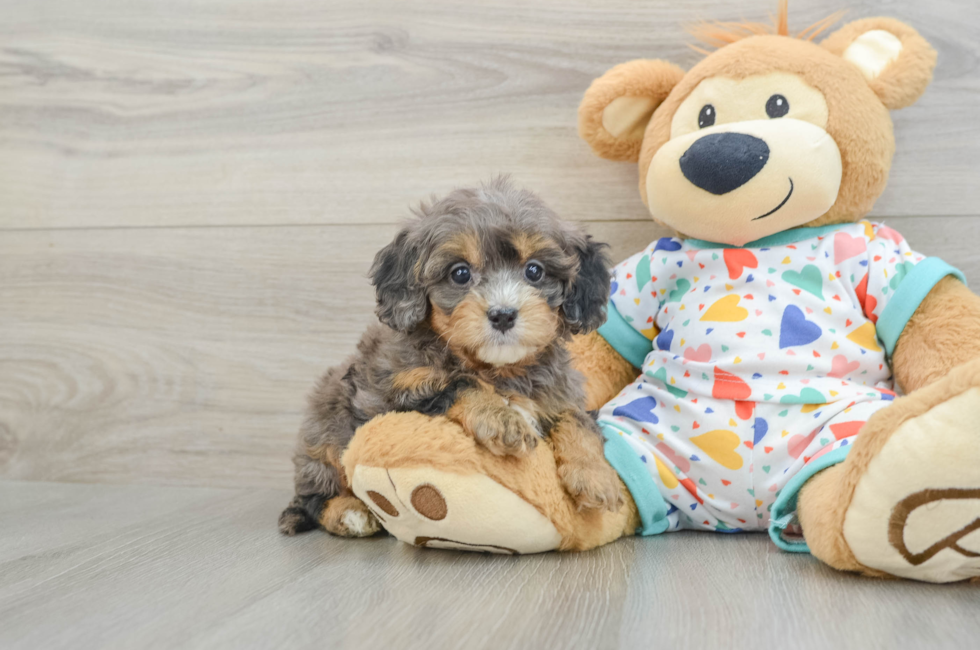 5 week old Cavapoo Puppy For Sale - Fairfield Furbabies