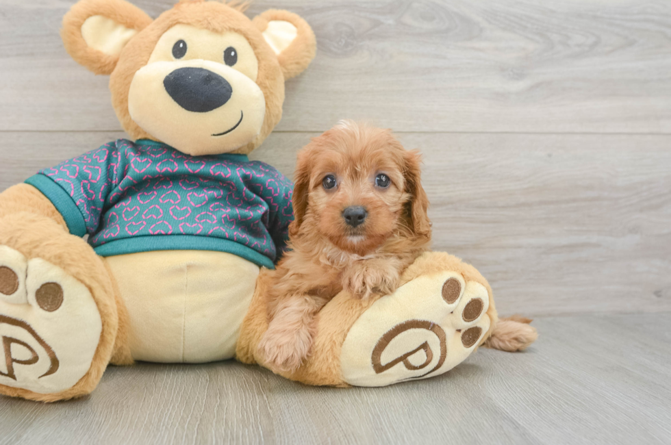 6 week old Cavapoo Puppy For Sale - Fairfield Furbabies
