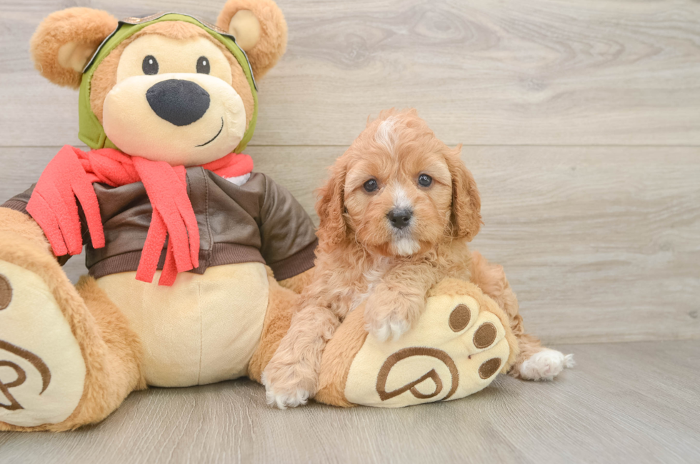 7 week old Cavapoo Puppy For Sale - Fairfield Furbabies