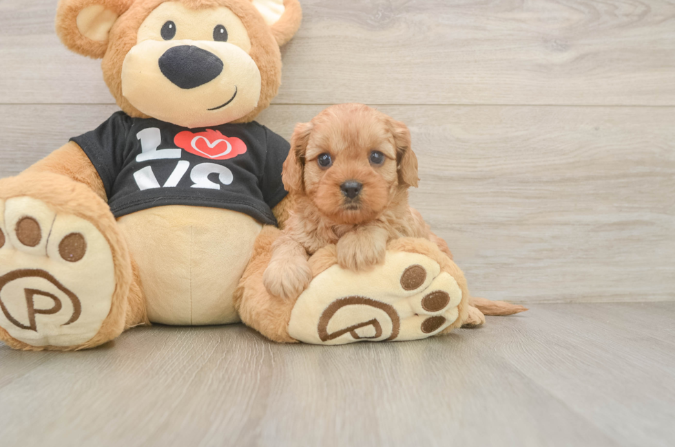 6 week old Cavapoo Puppy For Sale - Fairfield Furbabies