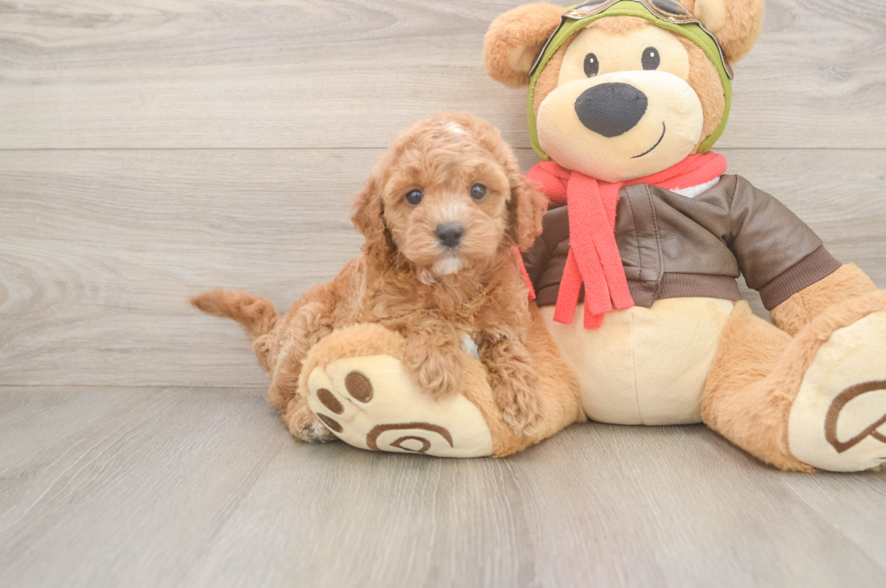 7 week old Cavapoo Puppy For Sale - Fairfield Furbabies