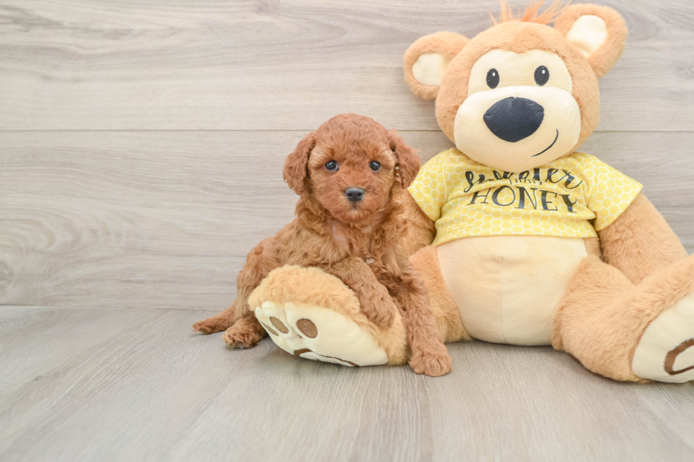 Cavapoo Pup Being Cute