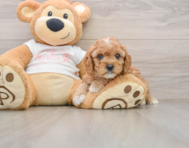 8 week old Cavapoo Puppy For Sale - Fairfield Furbabies