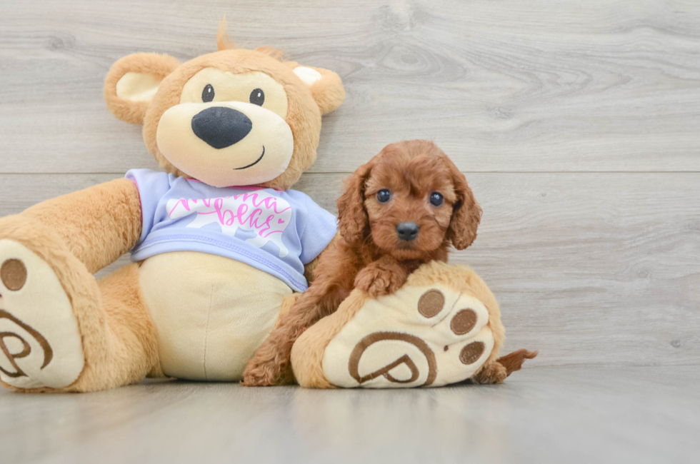 6 week old Cavapoo Puppy For Sale - Fairfield Furbabies