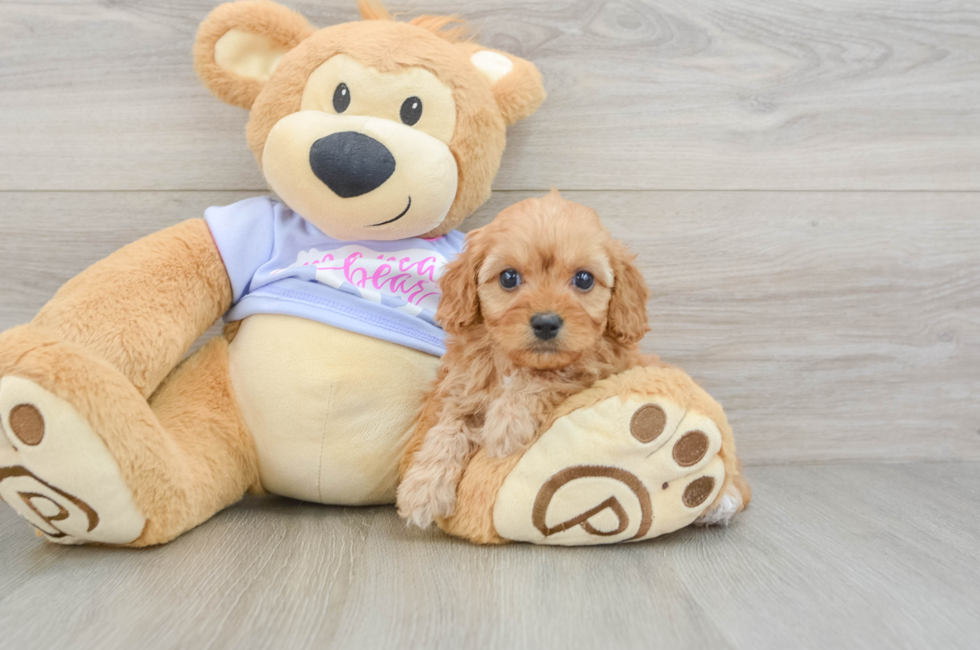 6 week old Cavapoo Puppy For Sale - Fairfield Furbabies
