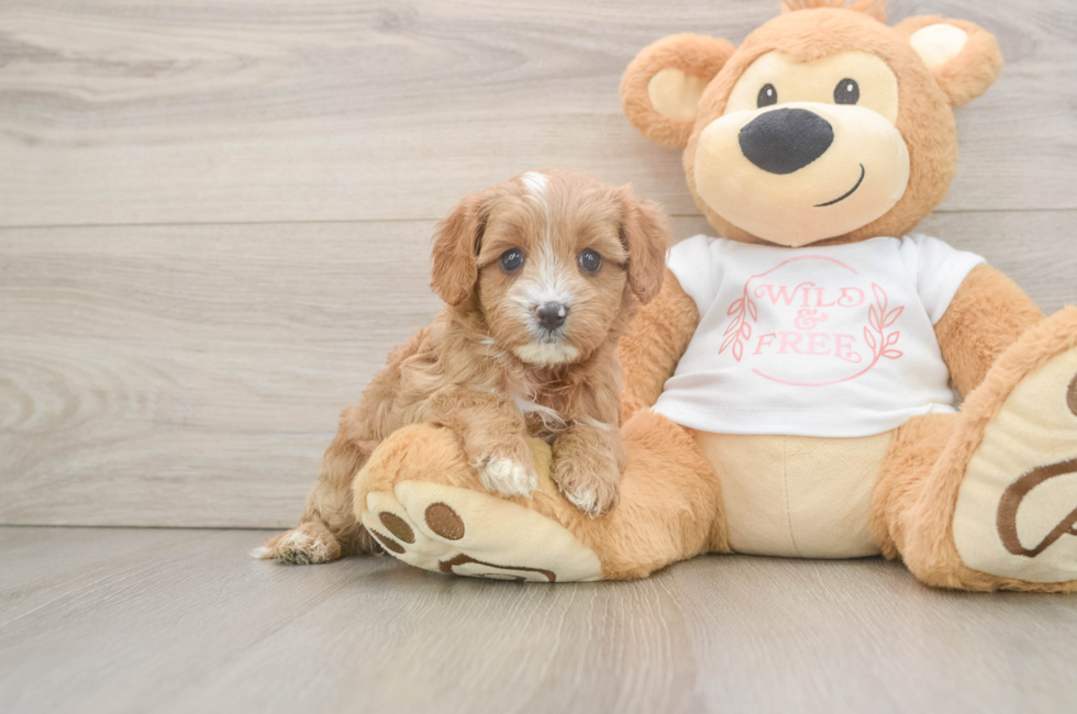 6 week old Cavapoo Puppy For Sale - Fairfield Furbabies