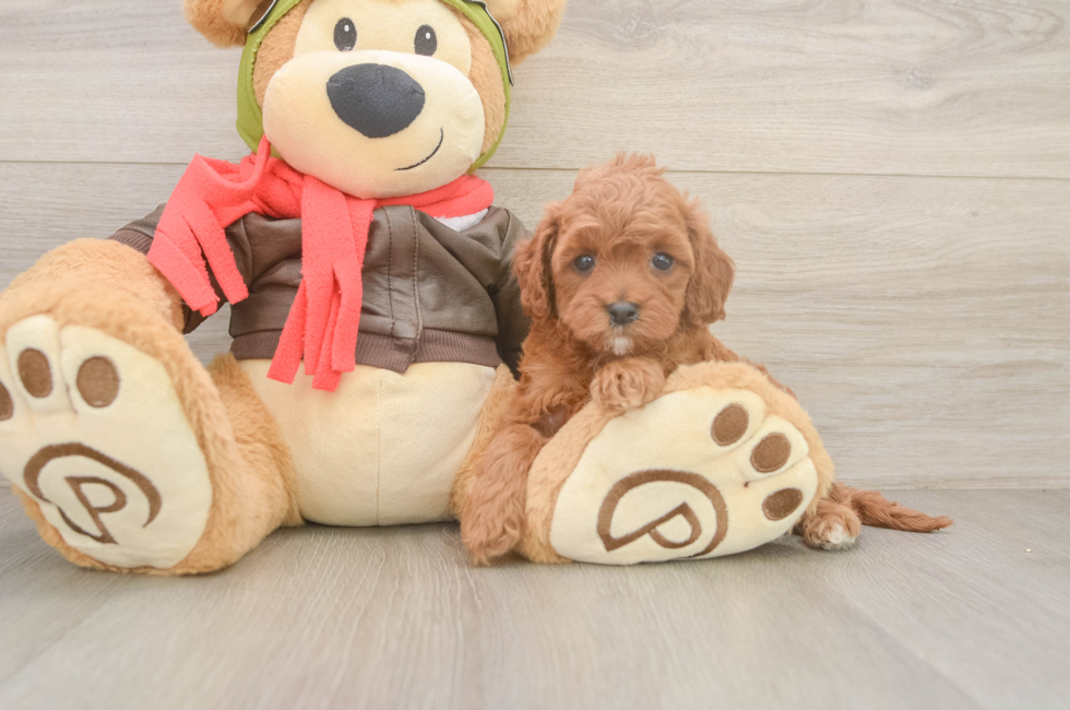 7 week old Cavapoo Puppy For Sale - Fairfield Furbabies