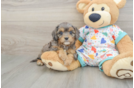 Best Cavapoo Baby