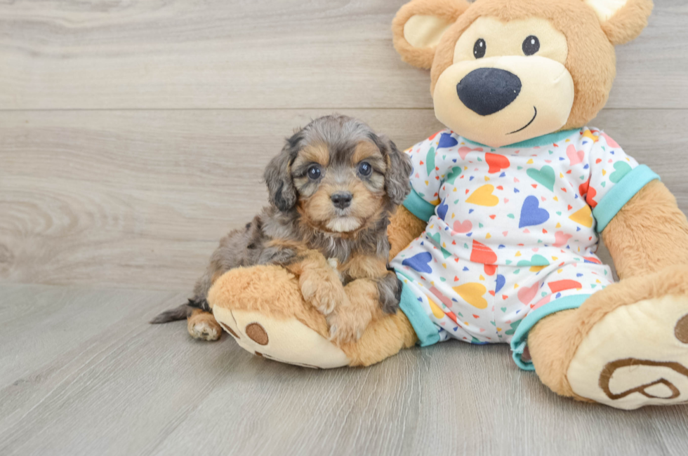 5 week old Cavapoo Puppy For Sale - Fairfield Furbabies