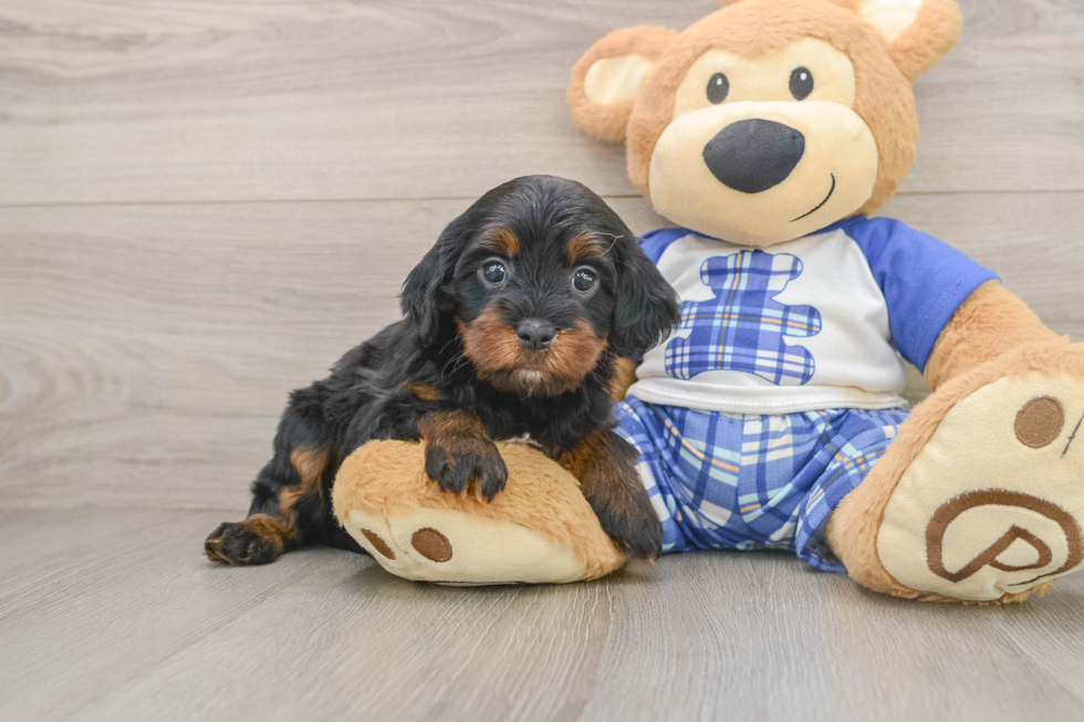 Best Cavapoo Baby
