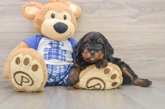 Cavapoo Puppy for Adoption
