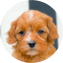 Cavapoo Puppy For Sale Fairfield Furbabies Cavapoo Puppy For Sale - Fairfield Furbabies