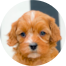 Cavapoo Puppies For Sale - Fairfield Furbabies Cavapoo Puppies For Sale - Fairfield Furbabies