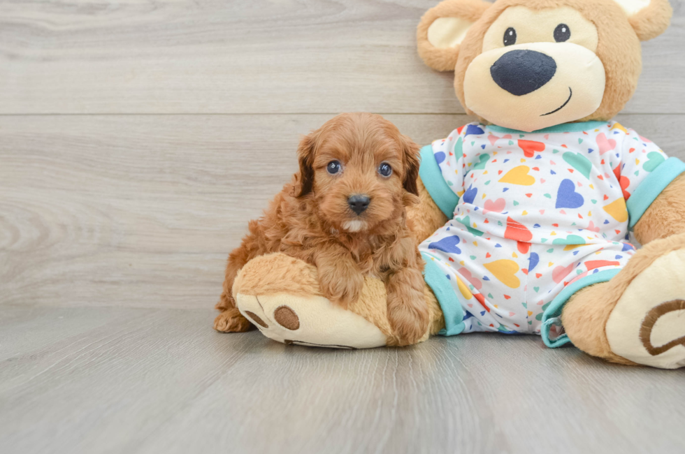 7 week old Cavapoo Puppy For Sale - Fairfield Furbabies
