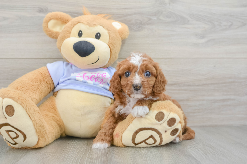 6 week old Cavapoo Puppy For Sale - Fairfield Furbabies