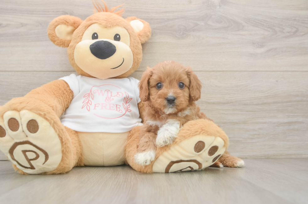 6 week old Cavapoo Puppy For Sale - Fairfield Furbabies