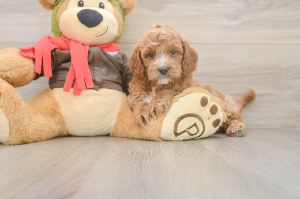 7 week old Cavapoo Puppy For Sale - Fairfield Furbabies