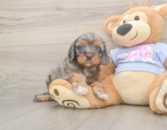 8 week old Cavapoo Puppy For Sale - Fairfield Furbabies