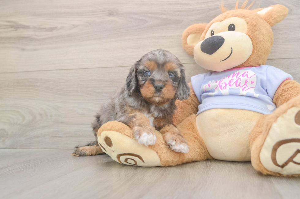 8 week old Cavapoo Puppy For Sale - Fairfield Furbabies