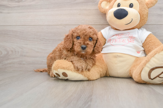Sweet Cavapoo Baby