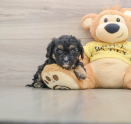 7 week old Cavapoo Puppy For Sale - Fairfield Furbabies