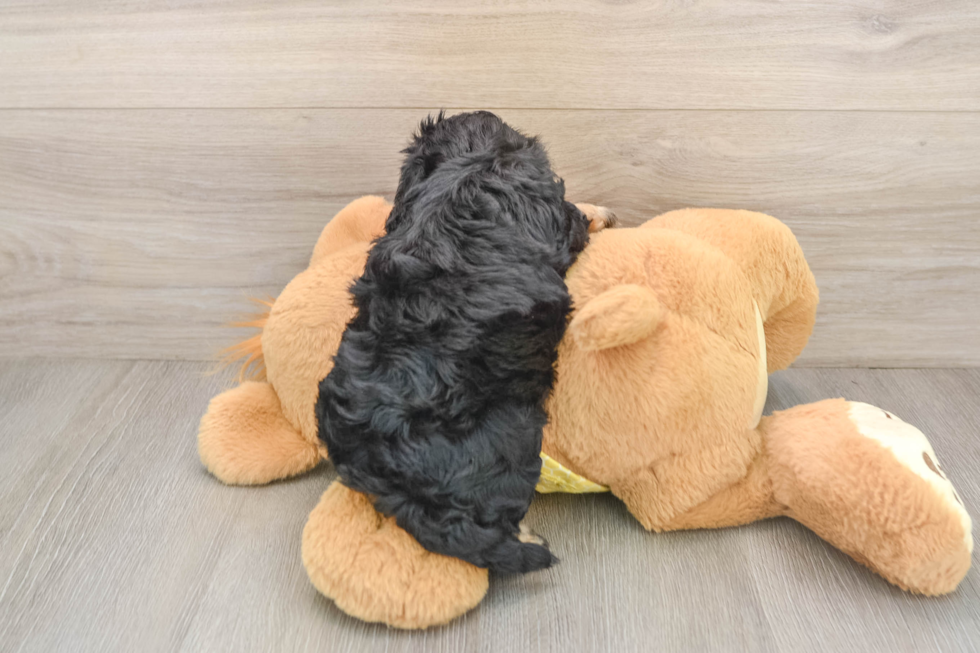 Cavapoo Puppy for Adoption